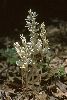 <em>Cephalanthera austiniae</em>